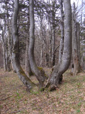 Baum auf St�rzone